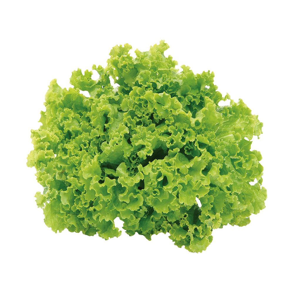 Lechuga Dulce100 GR
