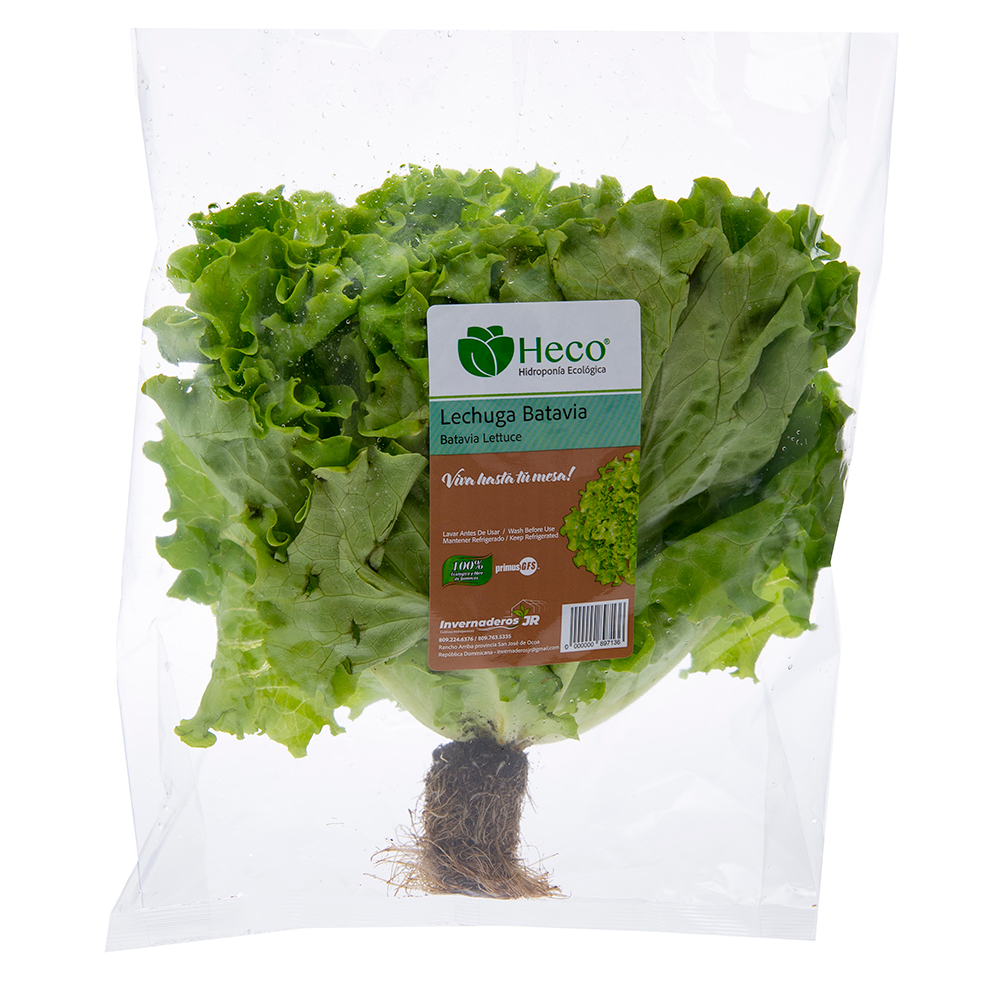 Lechuga Batavia HidropónicaPAQ