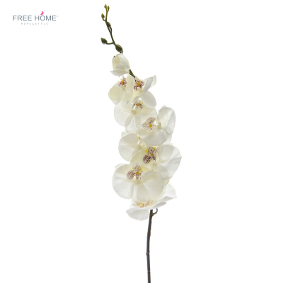 Flor Orquídea De Color Blanco